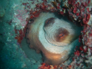  Pulpo en la guarida 